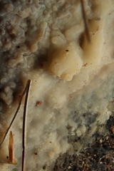 Radulomyces confluens
