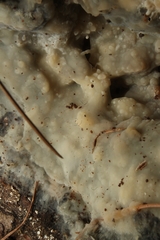 Radulomyces confluens