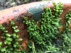 Rhynchostegium
