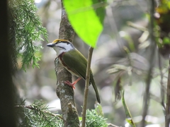 Vireolanius melitophrys