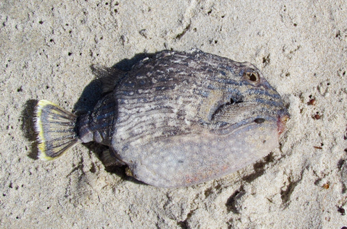 Aracana aurita
