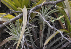 Tillandsia espinosae