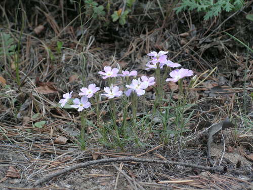 Siberian phlox (Phlox sibirica)