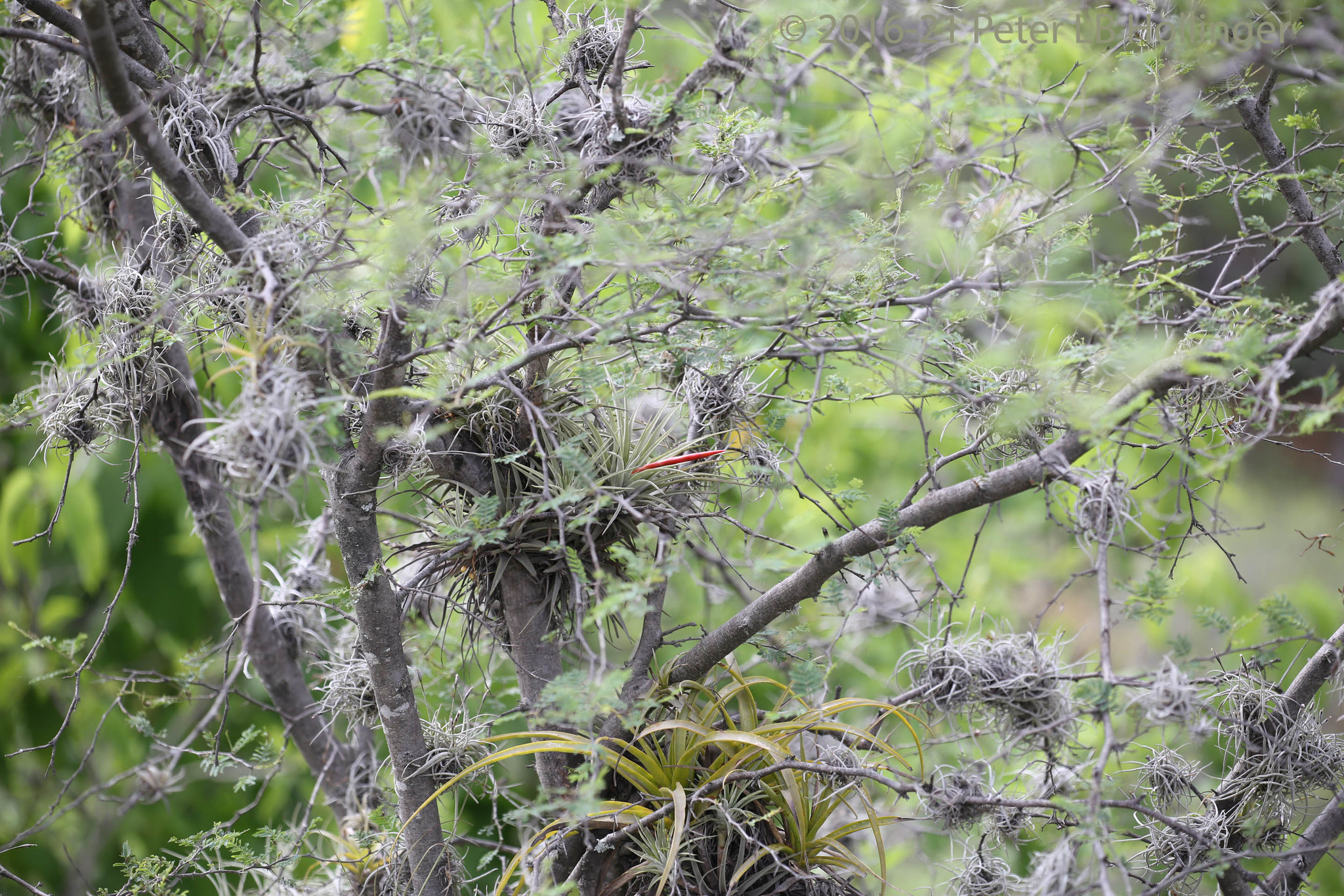Tillandsia image