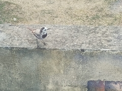 Motacilla alba baicalensis