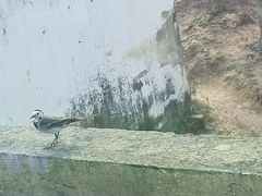 Motacilla alba baicalensis
