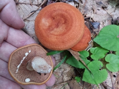 Lactarius peckii