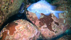 Chromis crusma