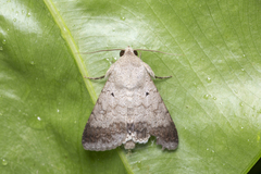 Pandesma quenavadi