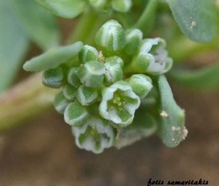 Corrigiola litoralis