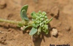 Corrigiola litoralis