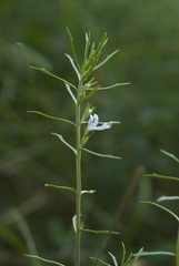 Euphrasia tricuspidata