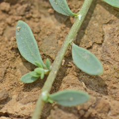 Corrigiola litoralis