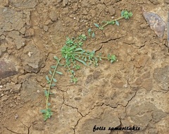 Corrigiola litoralis