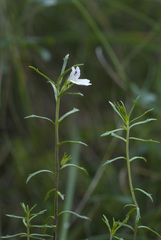 Euphrasia tricuspidata