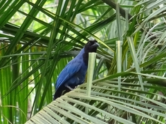 Cyanocorax caeruleus