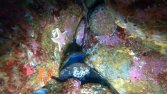 Odontaster penicillatus