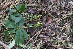 Helleborus viridis