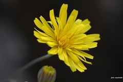 Crepis auriculifolia