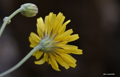 Crepis auriculifolia