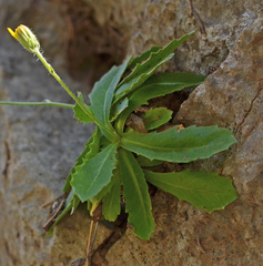Crepis auriculifolia