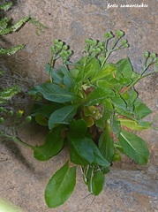Crepis auriculifolia