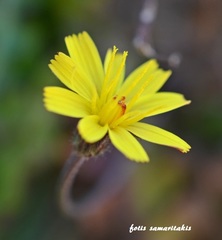 Crepis fraasii