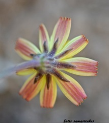Crepis fraasii