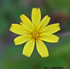 Crepis fraasii