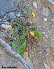 Crepis fraasii