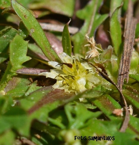 Representative image of Crepis pusilla