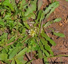 Crepis pusilla