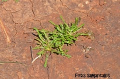 Crepis pusilla