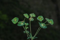 Euphorbia variabilis