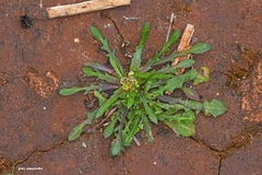 Crepis pusilla