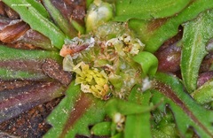 Crepis pusilla