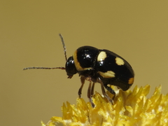 Cryptocephalus octoguttatus