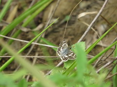 Burnsius orcynoides