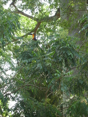 Ramphastos vitellinus ariel