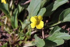 Viola nuttallii