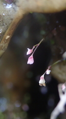 Utricularia striatula