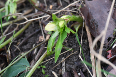 Helleborus viridis