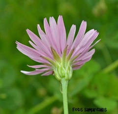 Crepis rubra