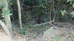 Sus scrofa moupinensis