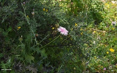 Crepis rubra