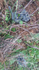 Thaumetopoea herculeana