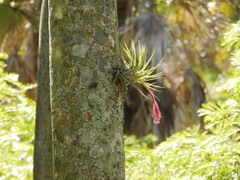 Tillandsia recurvifolia