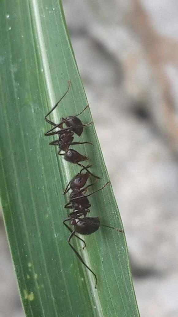 Myrmicaria brunnea