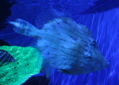 Chaetodermis penicilligerus