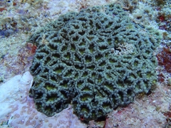 Micromussa indiana